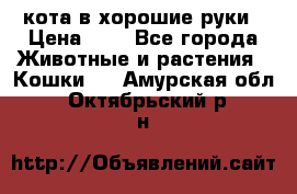 кота в хорошие руки › Цена ­ 0 - Все города Животные и растения » Кошки   . Амурская обл.,Октябрьский р-н